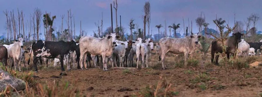 Cattle at deforested site