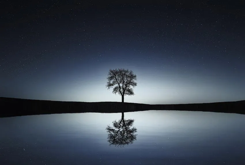 Starry sky and a tree