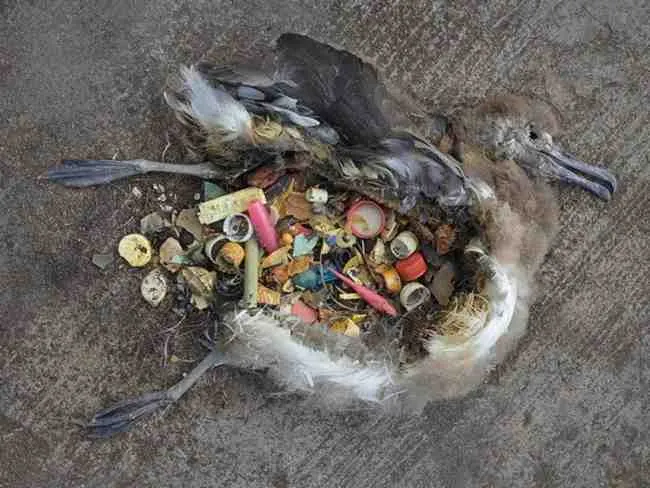 A bird was killed by eating plastic littering