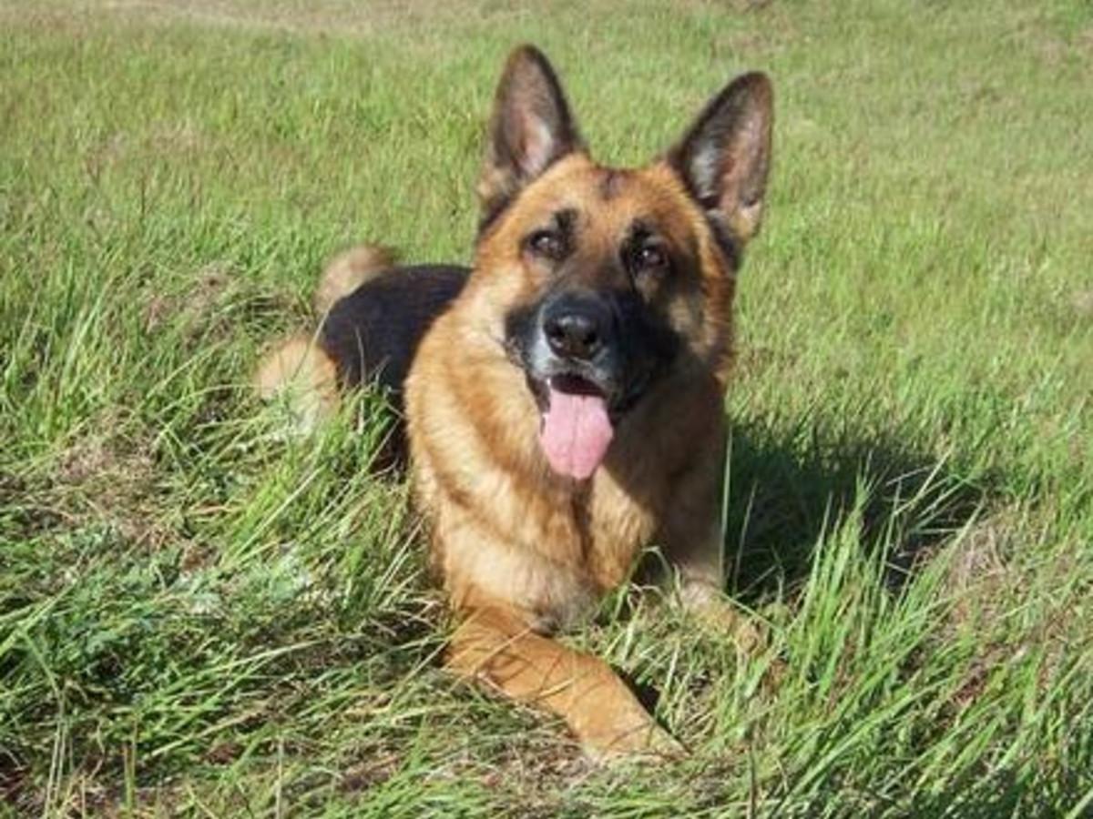 Essential Tips For Finding The Best German Shepherd Breeders by Engrnewswire