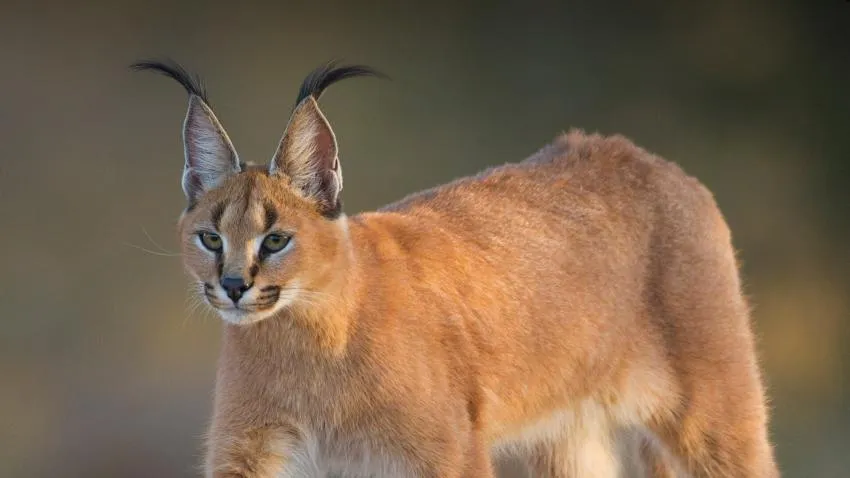 a wild animal, but you can own it as a pet
