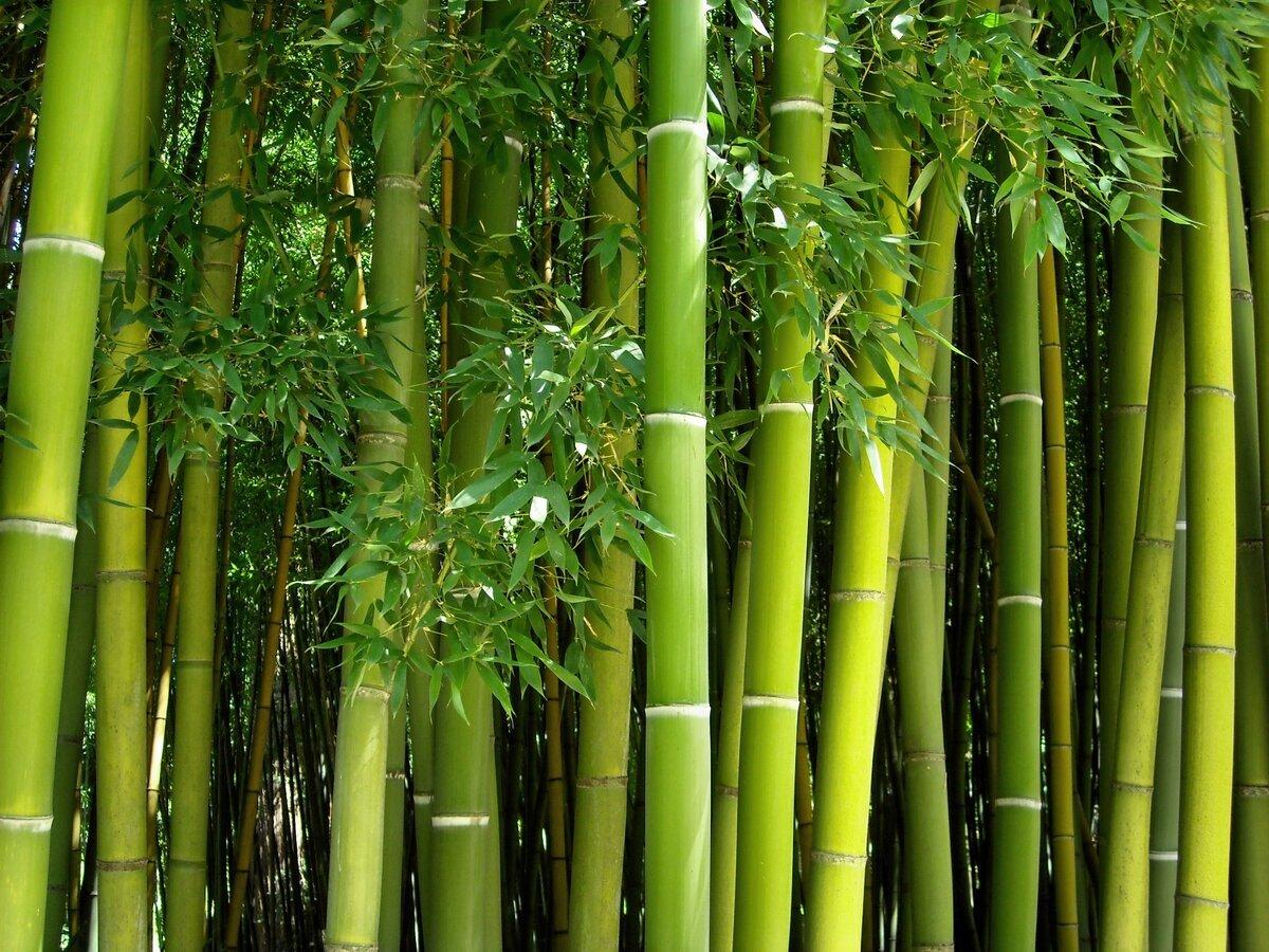 Bamboos Market Growth Trends And Forecast Insights 2025–2032 by olivia