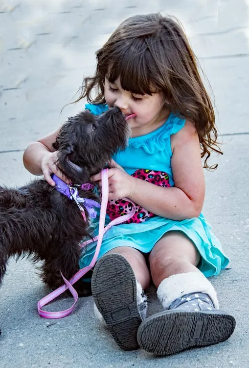 dogs help boost immunity dogs help boost immunity