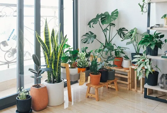 plants plants