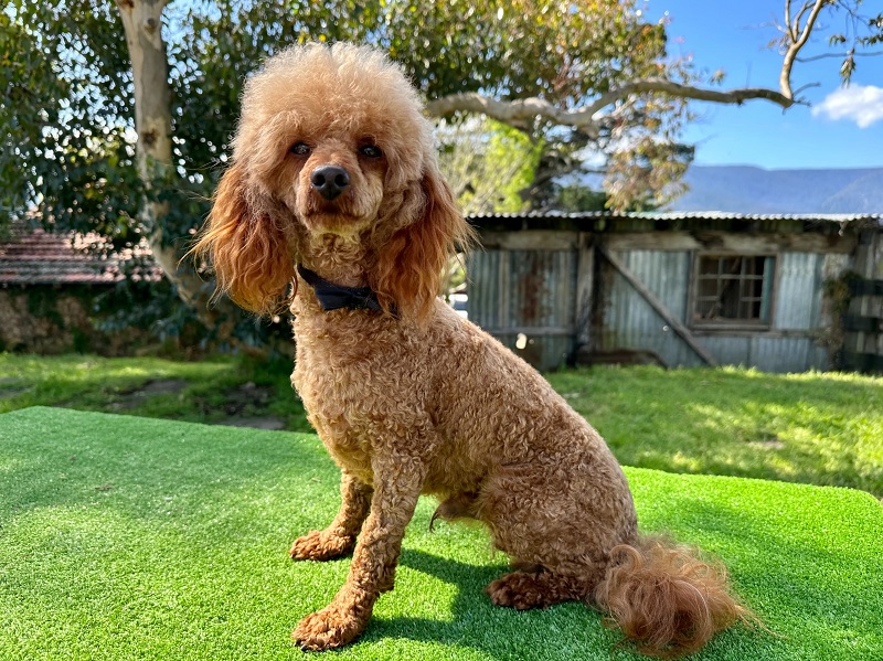 Curly Coats & Coastal Life: A Practical Guide To Poodle Care In Dunedin by BarkSuds Dunedin
