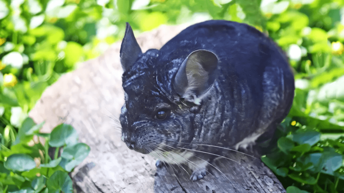 an interesting animal you can own as a pet