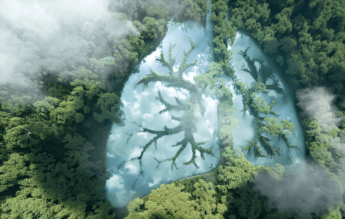 Plants grown to shape lungs