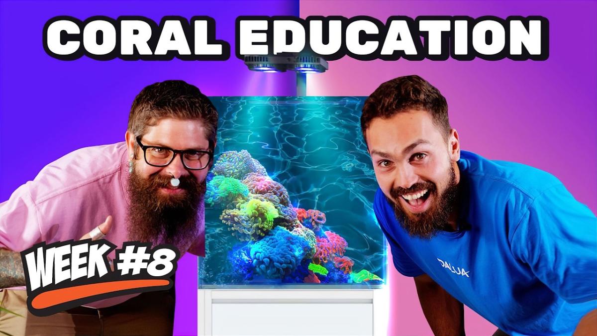 The Ultimate Guide To Coral Care And Feeding For A Thriving Reef Tank by Dalua International