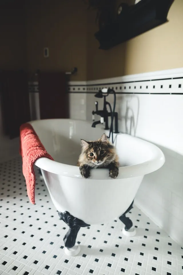 cat in bath tub cat in bath tub