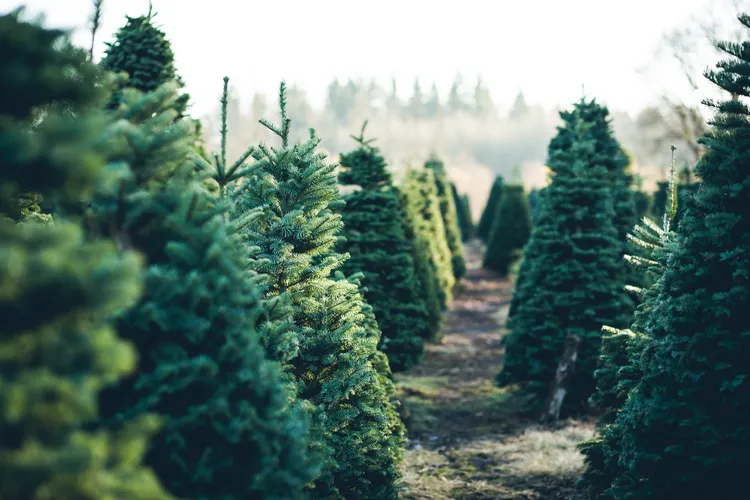 Christmas tree breeding
