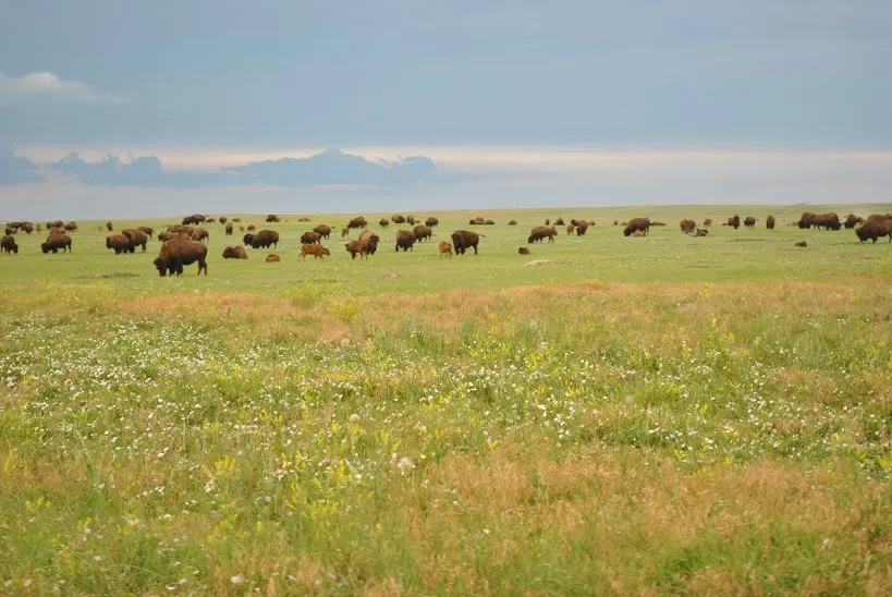 Buffalos