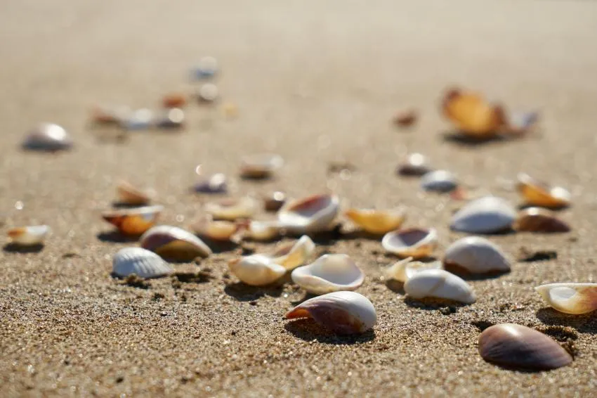seashells san diego