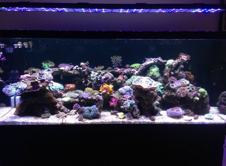 Essential Reef Tank Maintenance Tips For A Thriving Aquarium by Dalua International