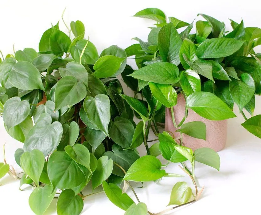 filodendro de hojas de corazón heartleaf philodendron's image