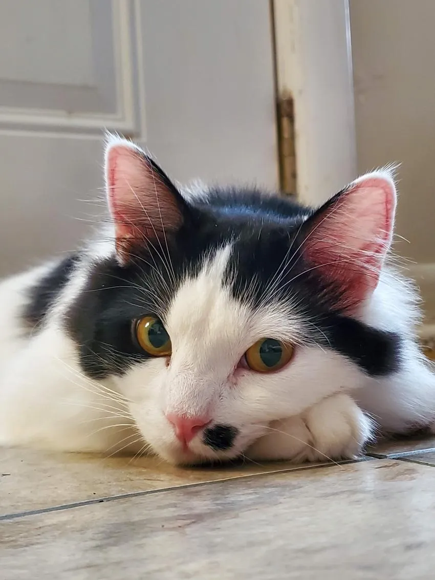 Ragdoll cat