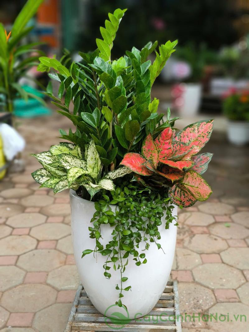 Cây Kim Tiền Và Nghệ Thuật Bonsai: Sự Kết Hợp Độc Đáo Và Đẳng Cấp Cây Kim Tiền Và Nghệ Thuật Bonsai: Sự Kết Hợp Độc Đáo Và Đẳng Cấp by Cây kim tiền