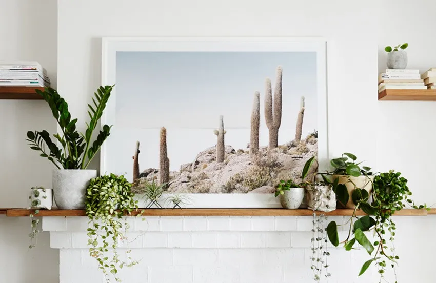 Live plants for home Home decor