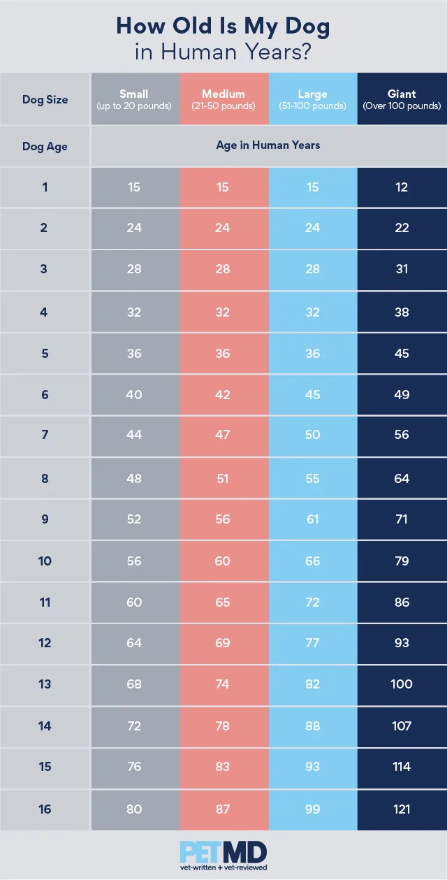 Dog Age Chart in human years Dog age chart by size in human years