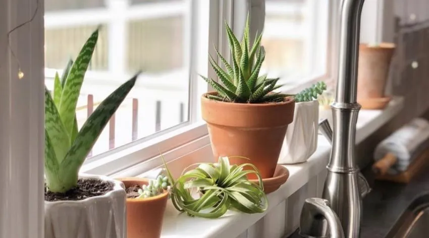 Revive kitchen on budget plants in kitchen