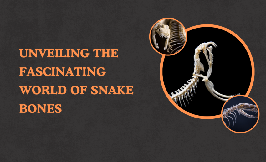 Unveiling The Fascinating World Of Snake Bones Unveiling The Fascinating World Of Snake Bones by newmanartdesign