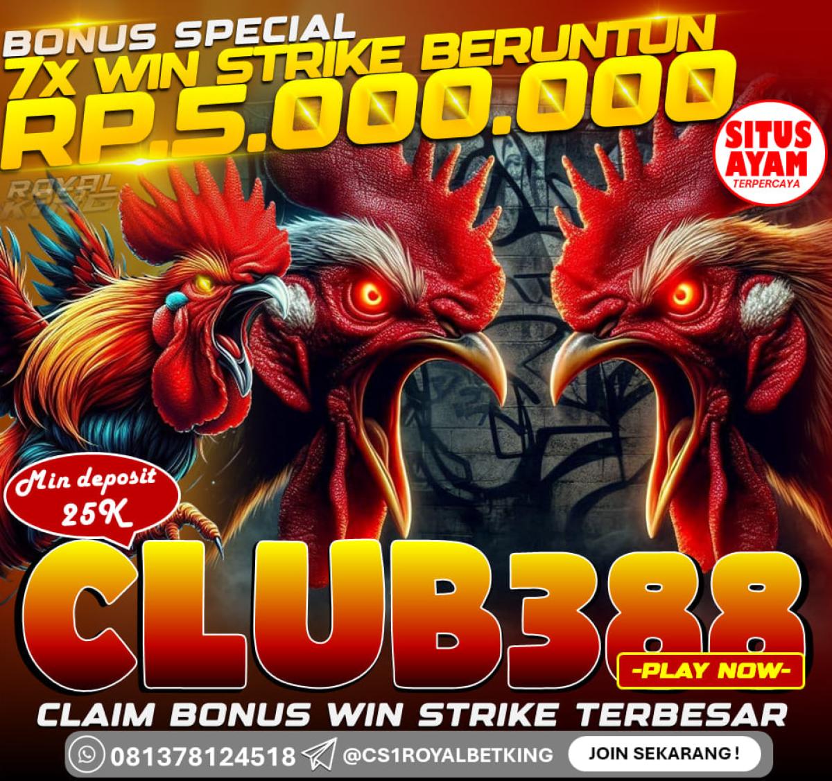 DAFTAR SITUS SABUNG AYAM ONLINE CLUB388 |PROMOSI BONUS WIN STRIKE 7x BERUNTUN by AGENROYALBETKING