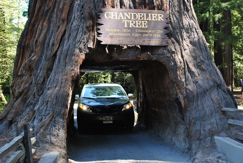 Chandelier Tree