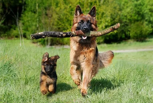 German Shepherd German Shepherd and Puppy Stick