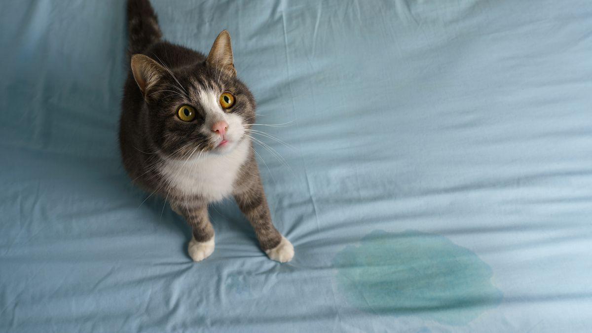 Cat Urination Around The House? Tips For A Cleaner, Happier Home Cat Urination Around The House? Tips For A Cleaner, Happier Home by kindheartvetbehaviour