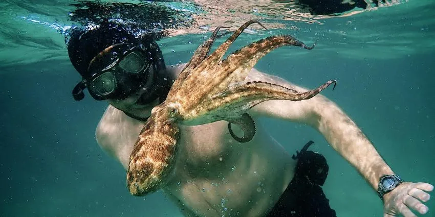 My Octopus Teacher, Netflix, Best Documentary Feature