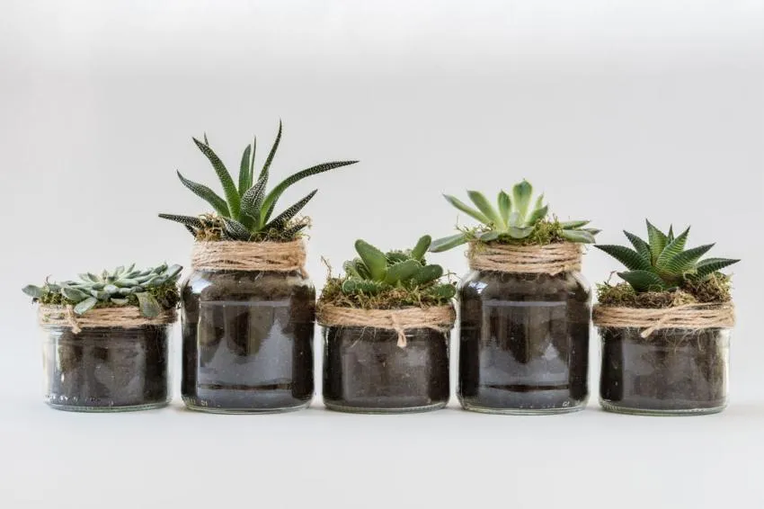 planting succulents in mason jars