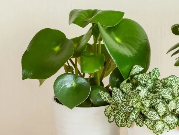 peperomia peperomia's image