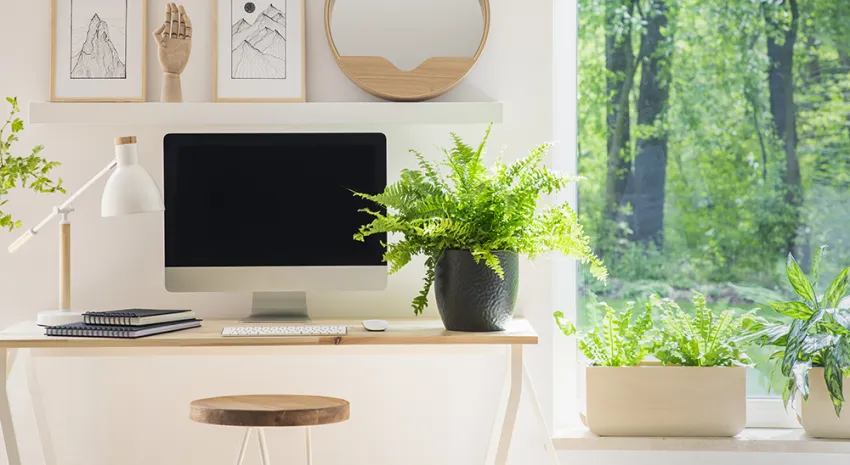Introduce plants into your workspace 
