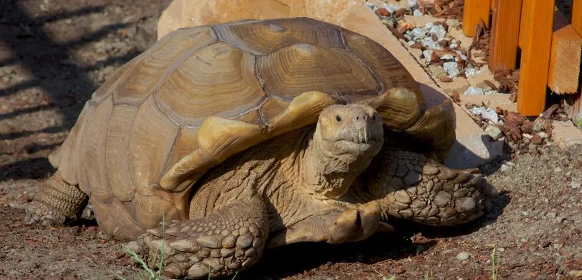 a big and interesting pet