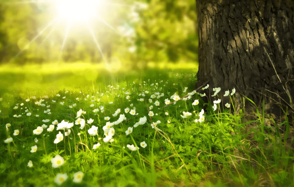 The Benefits Of Natural Lighting You May Have Overlooked by Ola Marie Davis