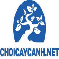 Chơi Cây Cảnh picture Chơi Cây Cảnh profile image