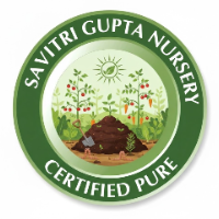 author - Savitri Gupta Nursery
